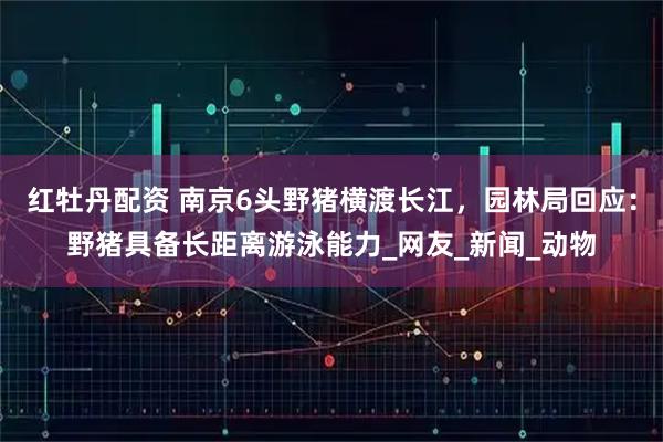 红牡丹配资 南京6头野猪横渡长江，园林局回应：野猪具备长距离游泳能力_网友_新闻_动物